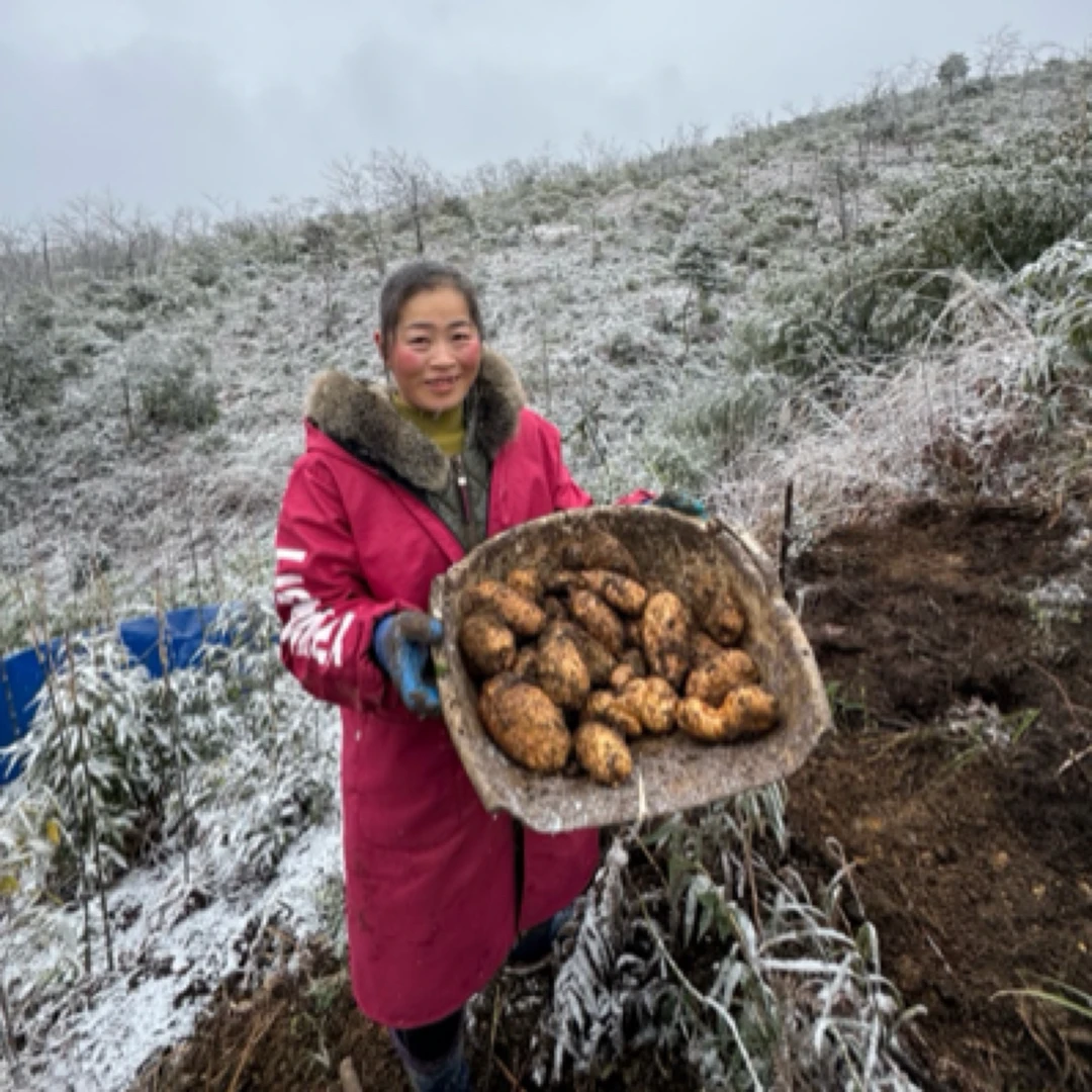 师弟家的天麻云南昭通小草坝正宗仿野生雪山天麻高山天麻