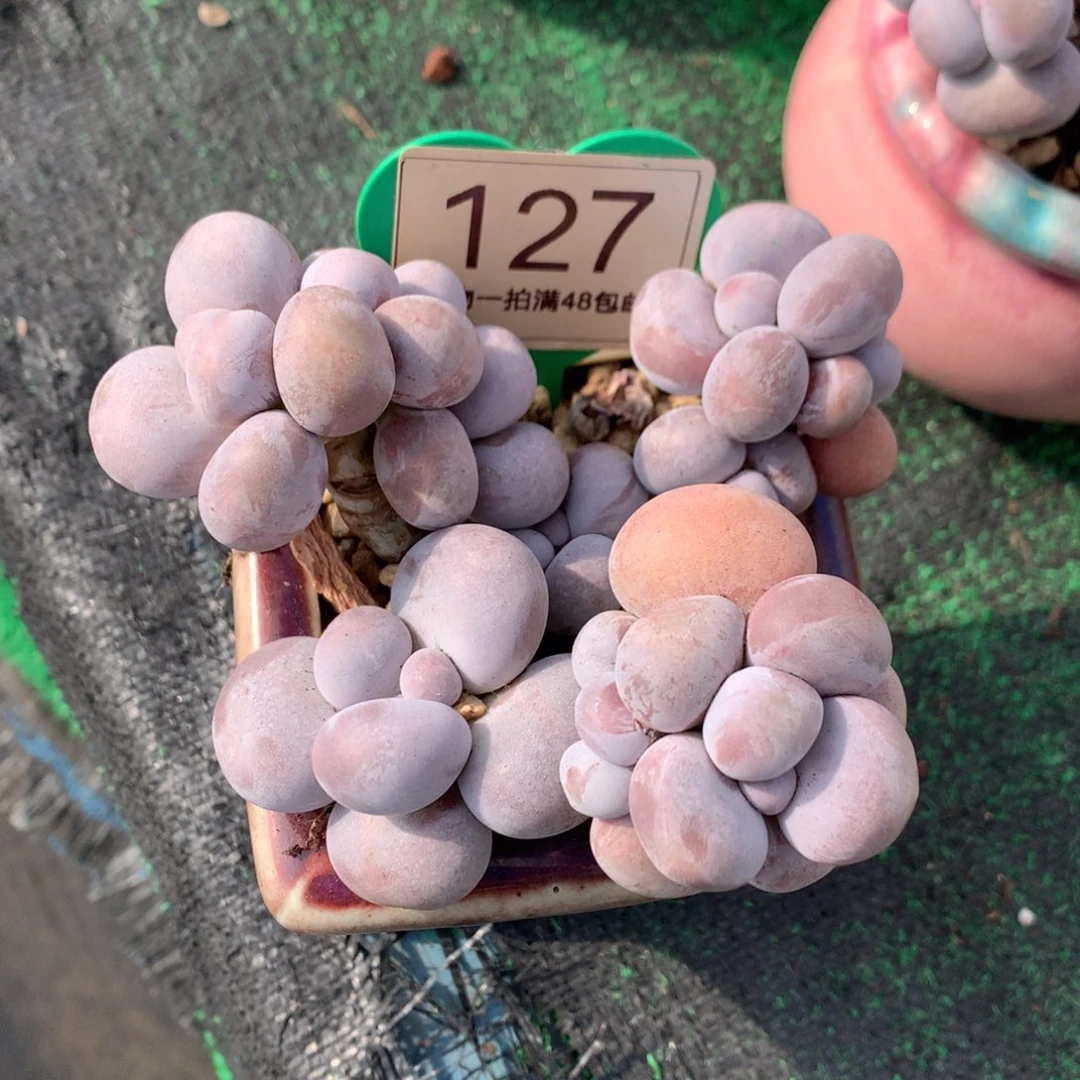 烟美人老桩开播福利127