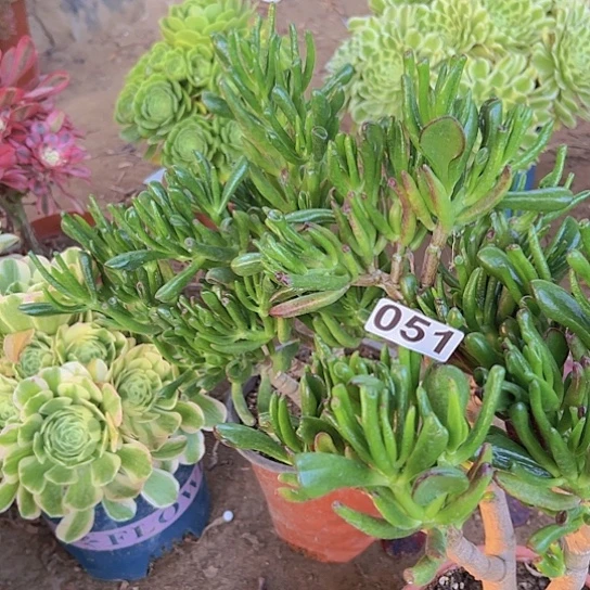 1****4多肉植物两个