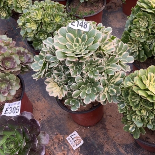 148迈巴赫不包断枝