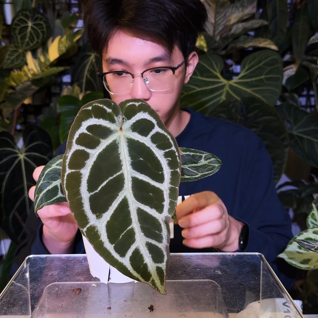 完全开放V100 超级银杂极致小钻石