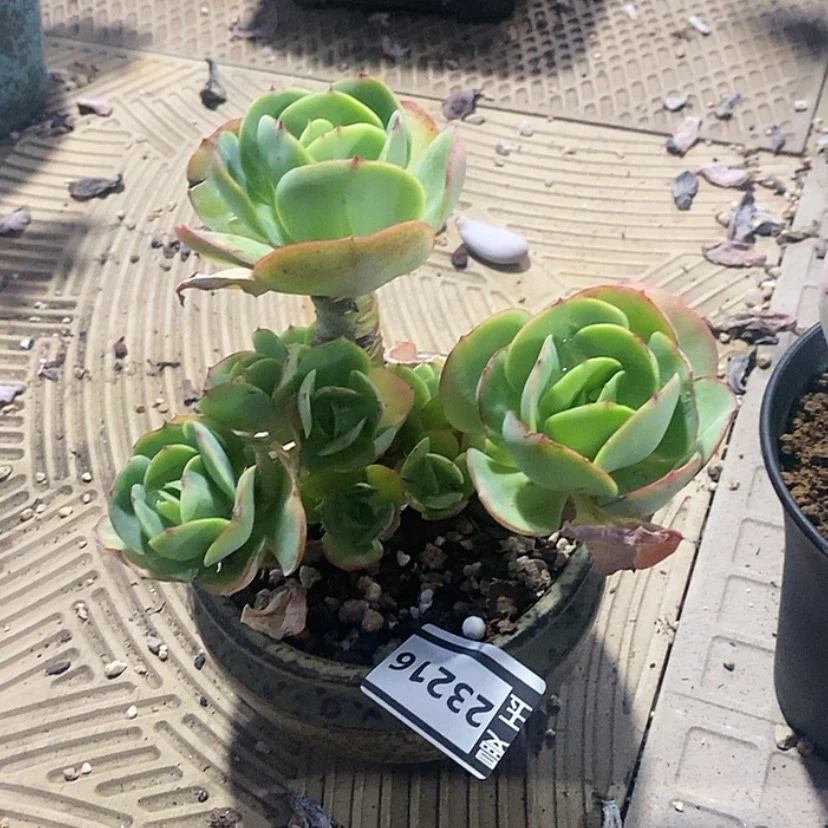 【闪购商品】碧桃23216