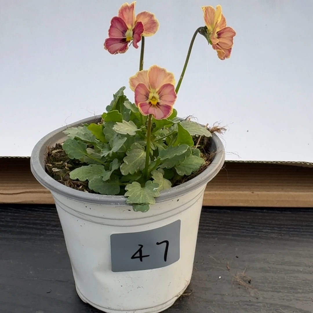 当前无花朵，栽培后可花朵47号