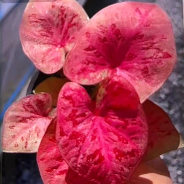 财**进514-0607彩叶芋泰国发货