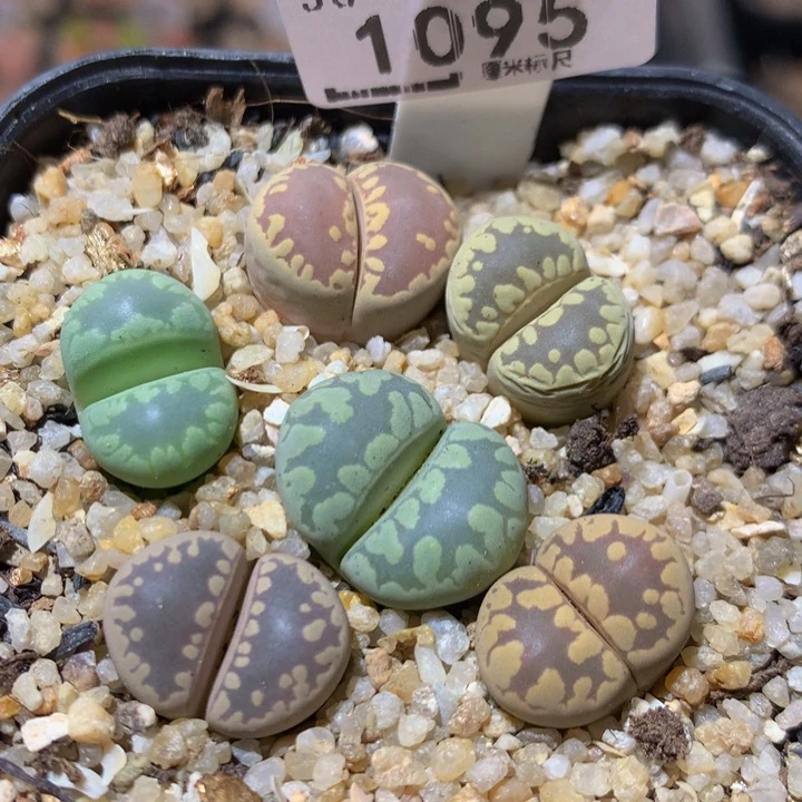 ZzzzZz好可爱啊1095