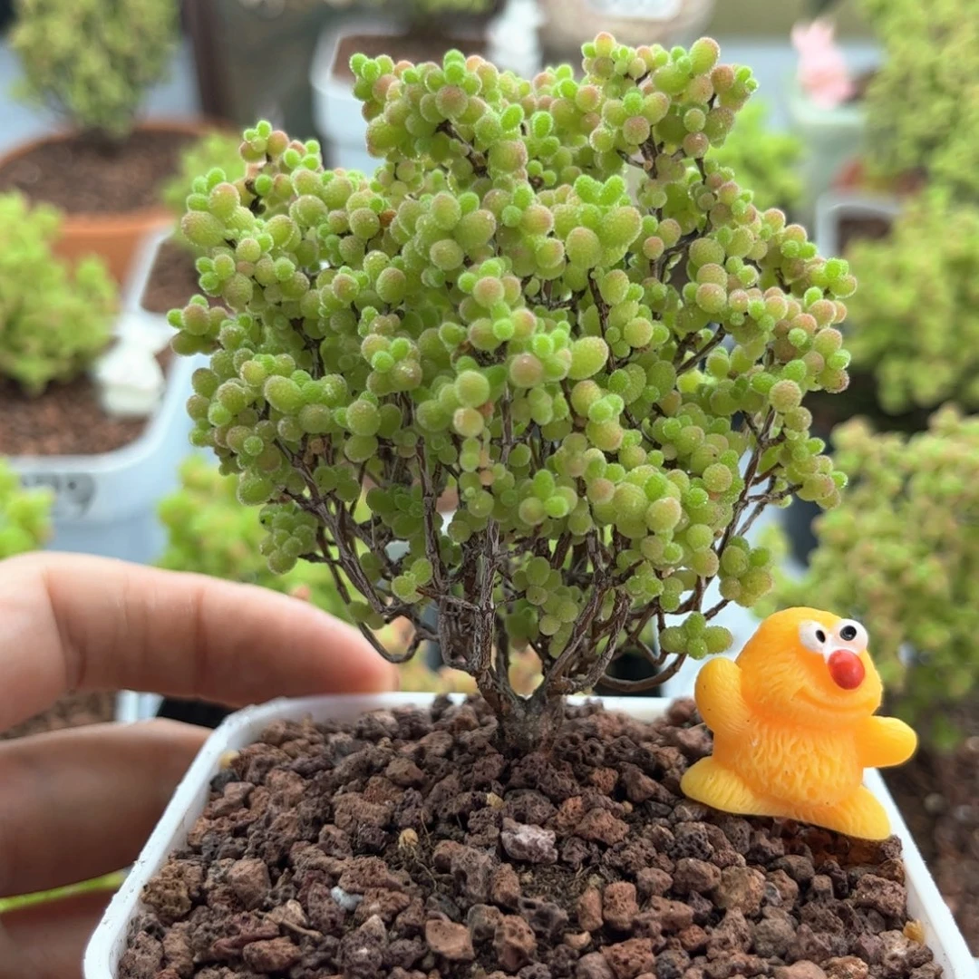 无花朵028蜜桔可爱多肉植物