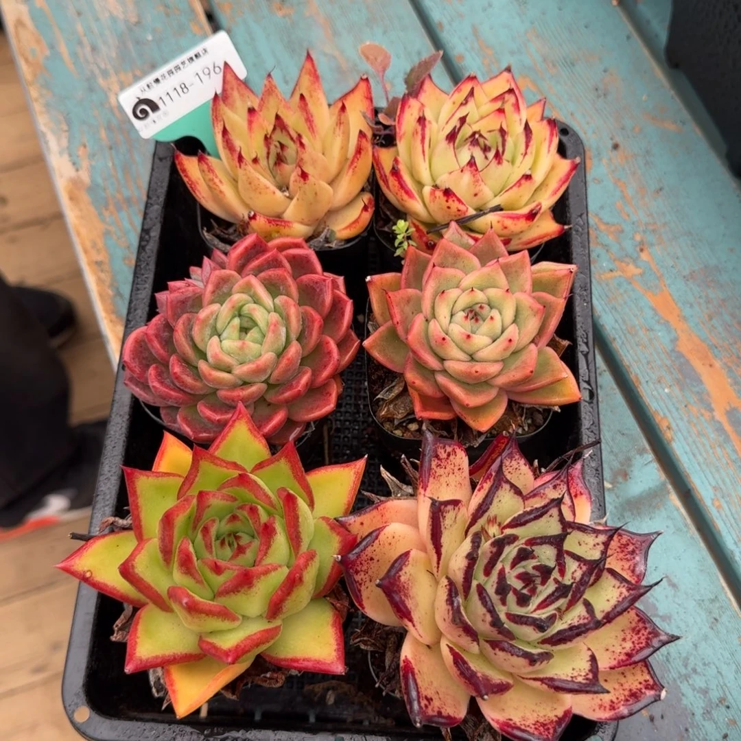 从前慢花园多肉编号1118-196