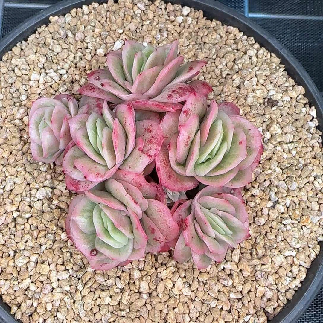 从前慢花园精选冰玫瑰锦