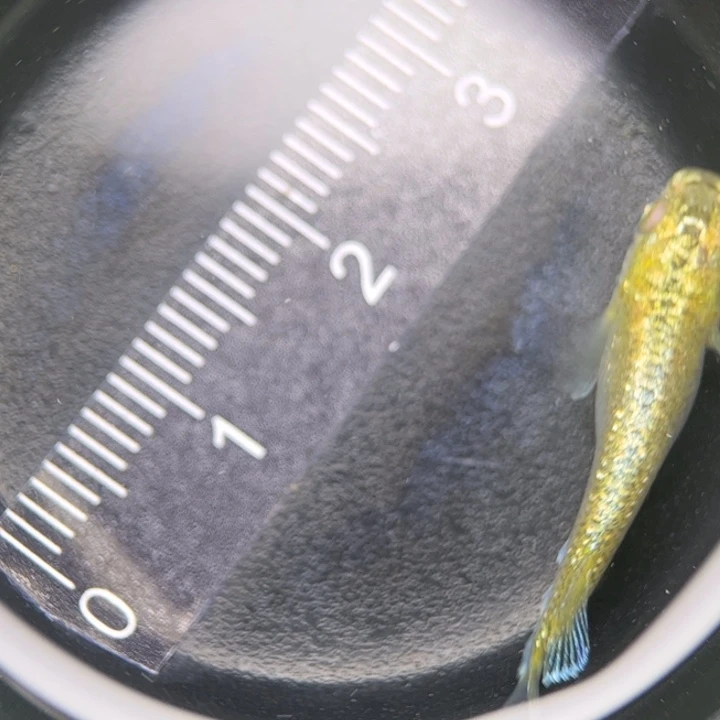 海水鱼加百列30号