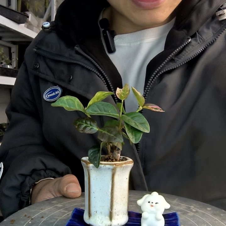 小***留小盆景小植物一物一拍209