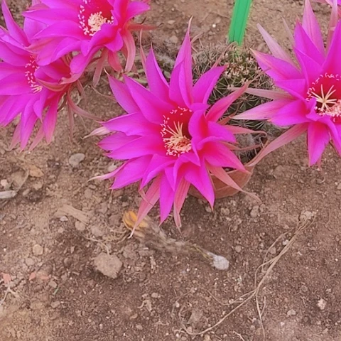 梧*仙人掌彩草0228