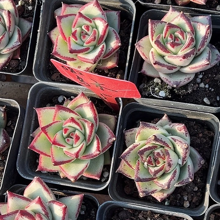 两盆。   黑檀汁乌木。