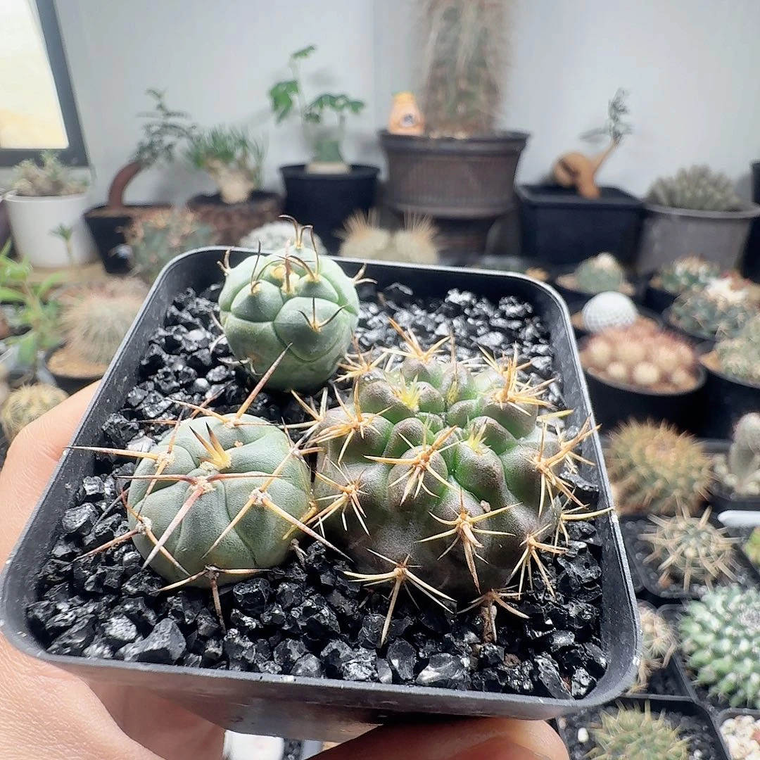 实生仙人球三颗脱土发货