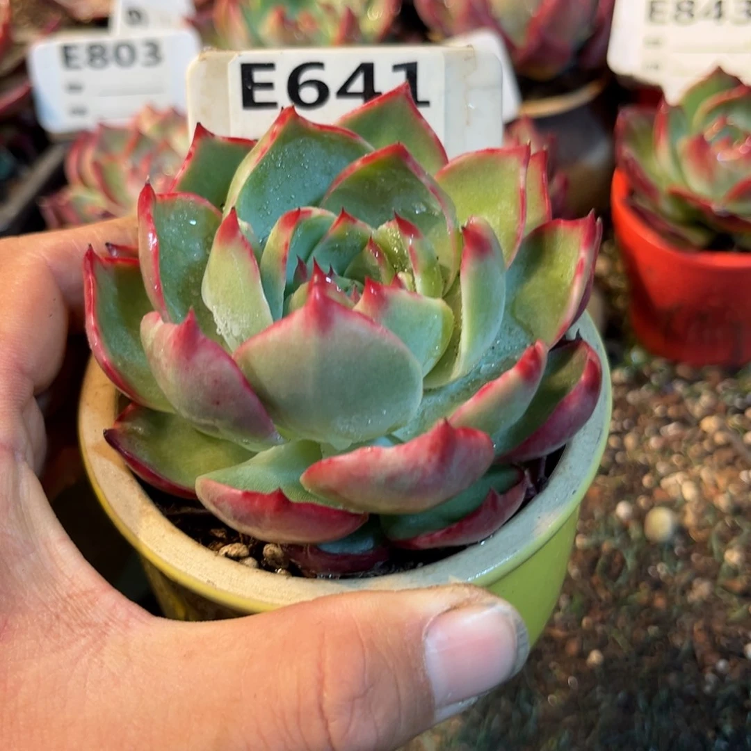 惊鸿一瞥641号多肉