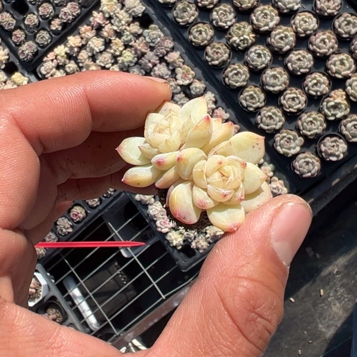 刚毅双头一颗量拍多肉满20包邮下午发