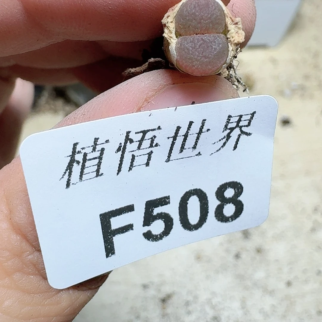 508厚德载物哇多肉植物哇v