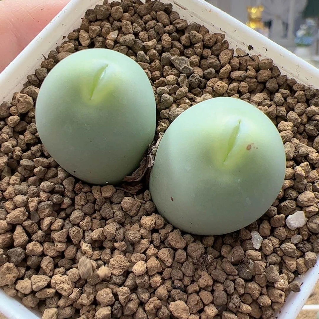 【闪购商品】168 大嘟嘴鸽子蛋