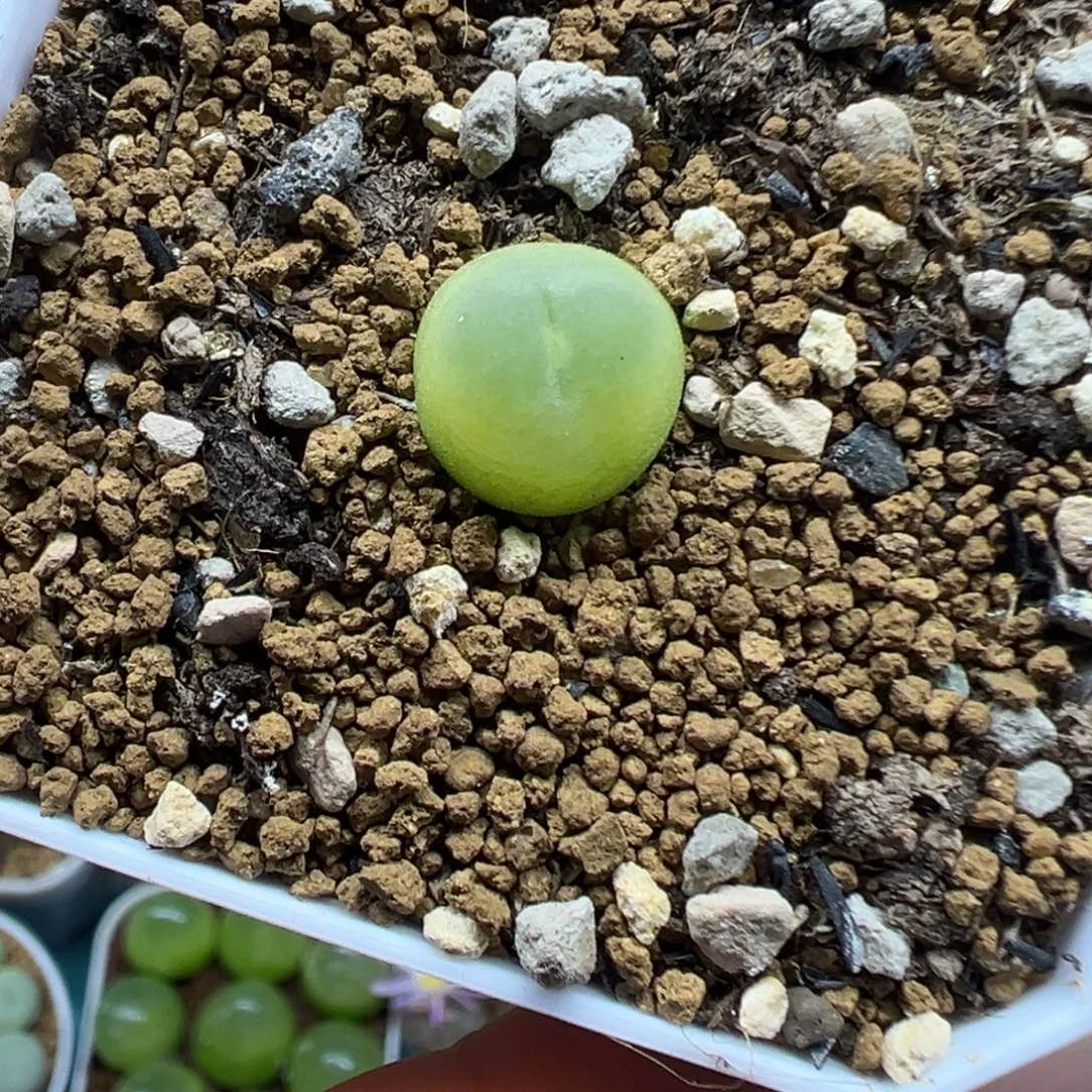 307拉登带盆土发货