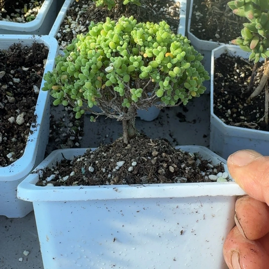 老桩金橘带盆带土发