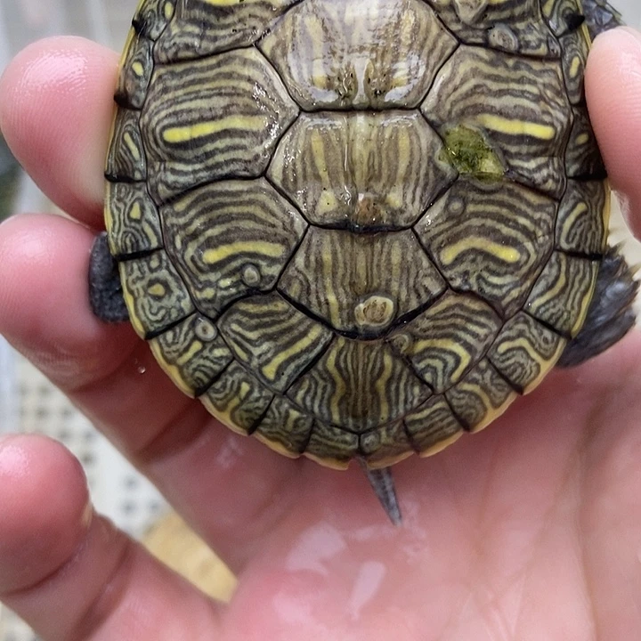 巴西彩龟不分公母