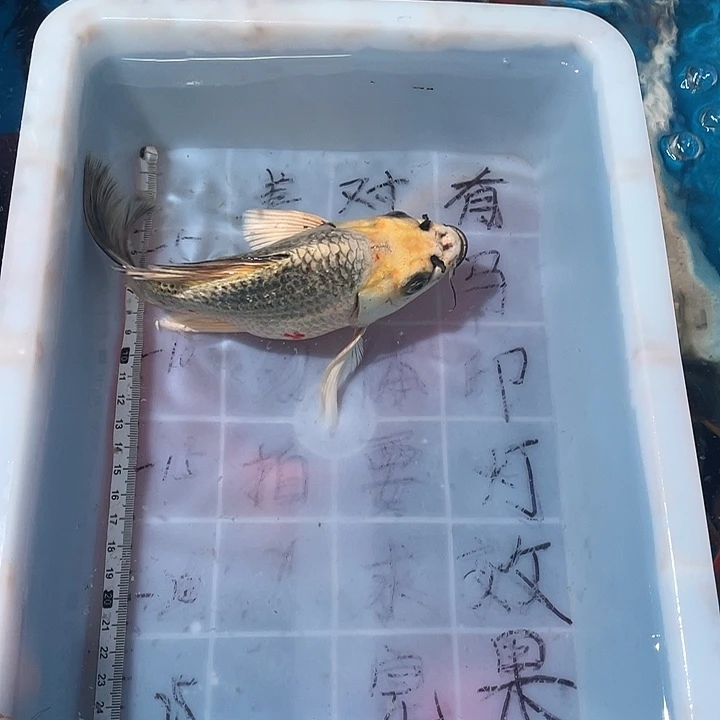 蝴蝶鲤鱼渔场直发85