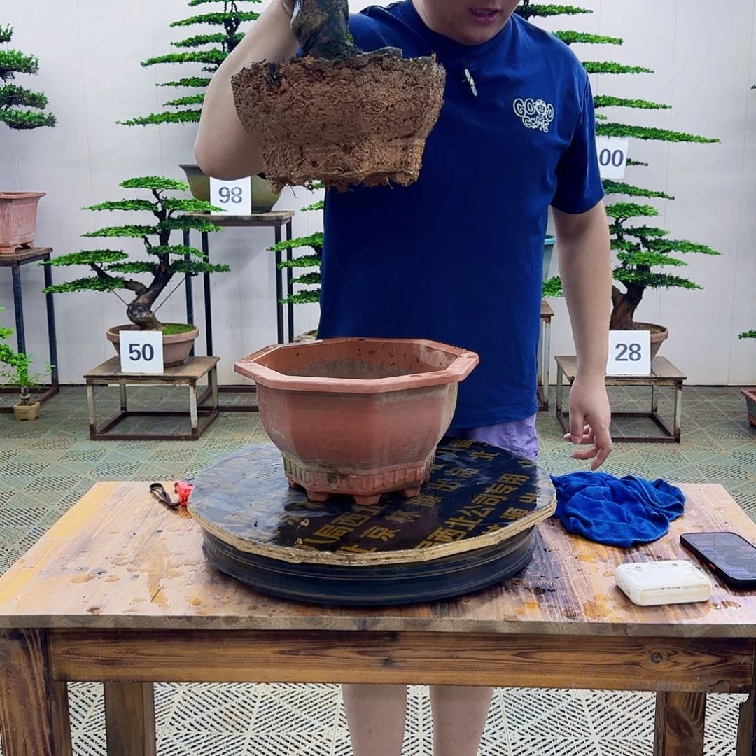 无花朵红芽罗汉松造型盆景塑料盆