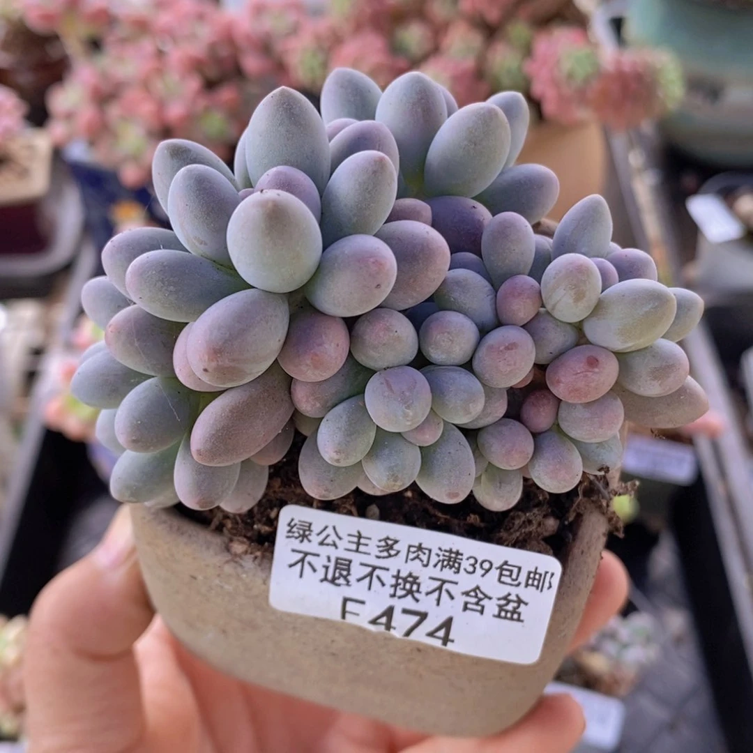 汤圆7cm474多肉植物