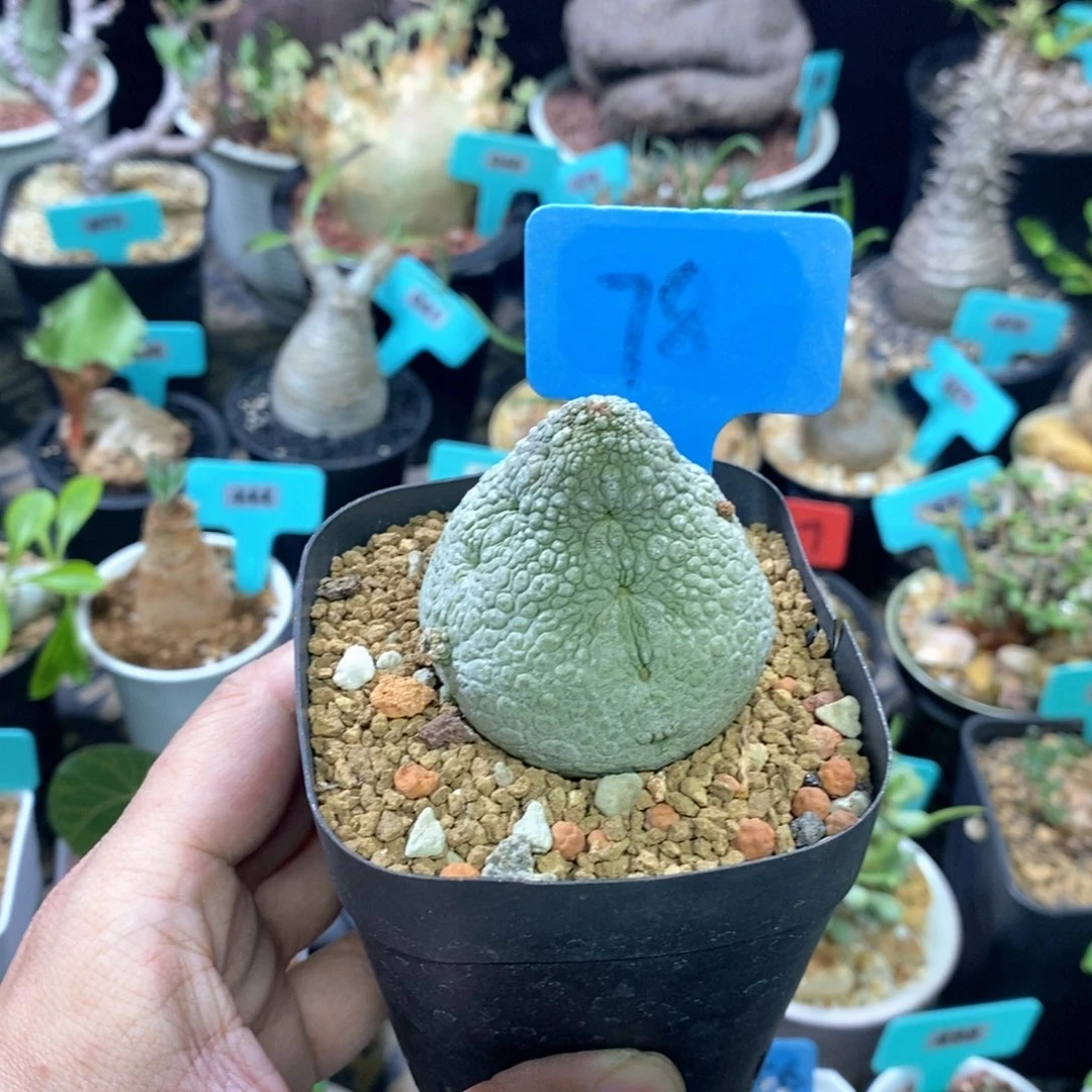 凝蹄玉多肉植物一个