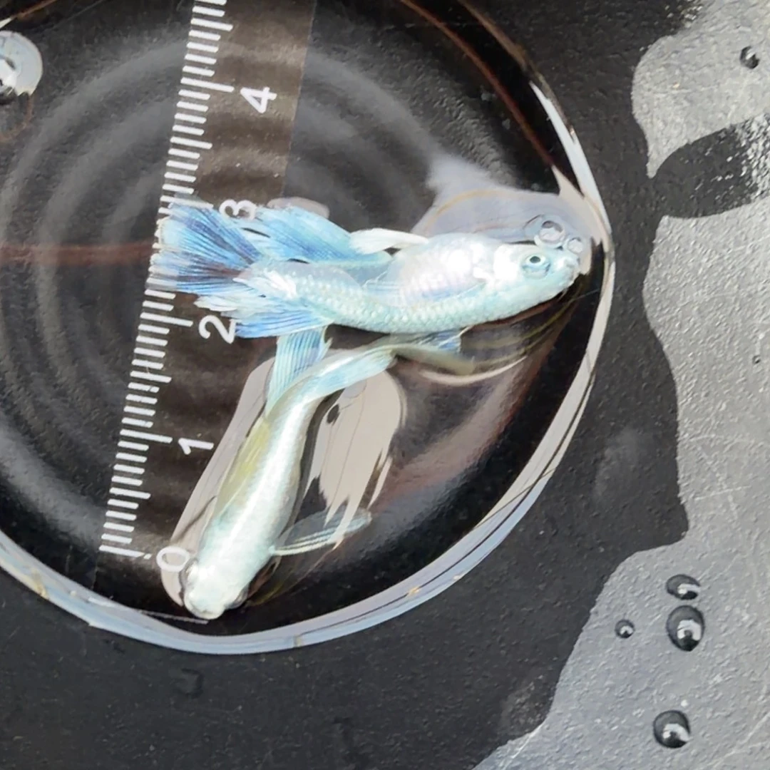 青鳉鱼观背青鳉17