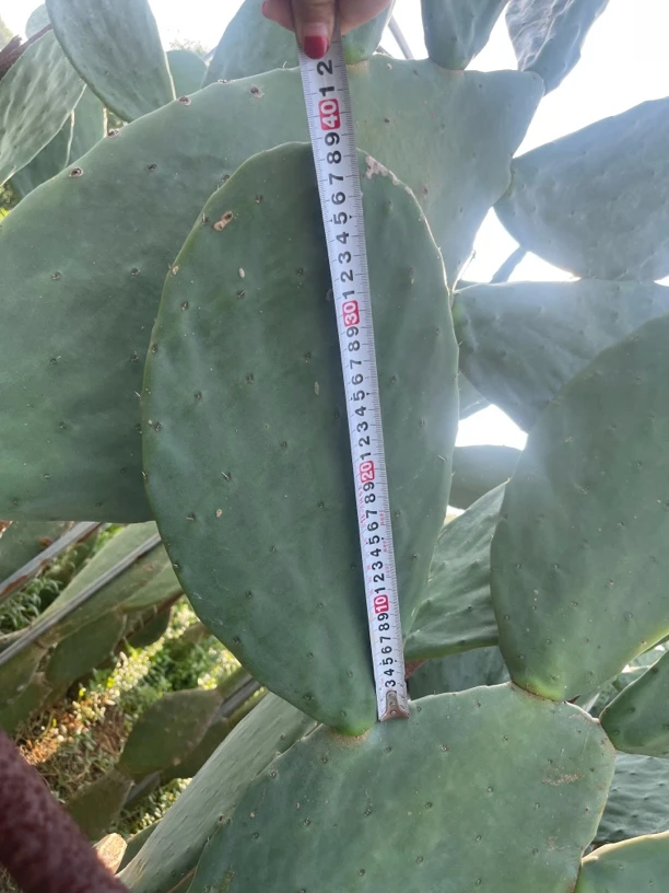 意大利红果黄果白果仙人掌种片种植片加量不加价活动10月5日结束