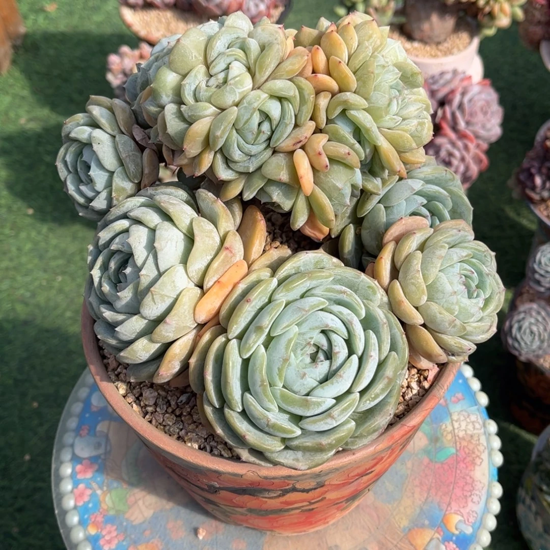 劳林树缀一物一拍