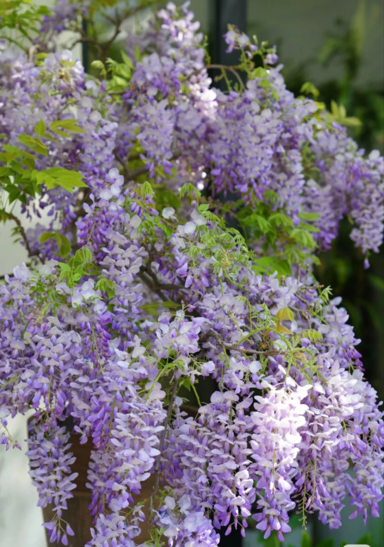 【顺丰送货上门加高1.3-1.6】紫藤花棒棒糖蓝花藤开花绿植