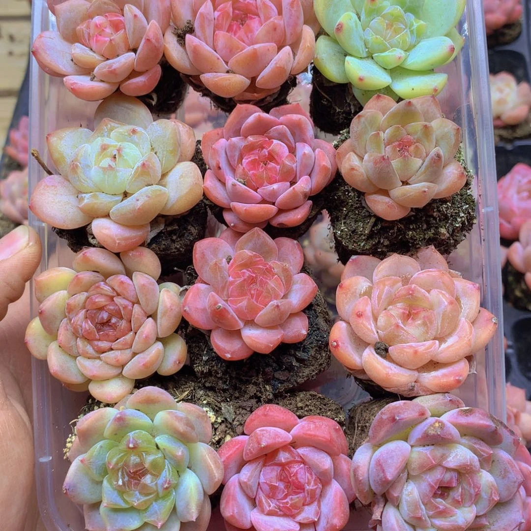 我要去看你了啊我的077