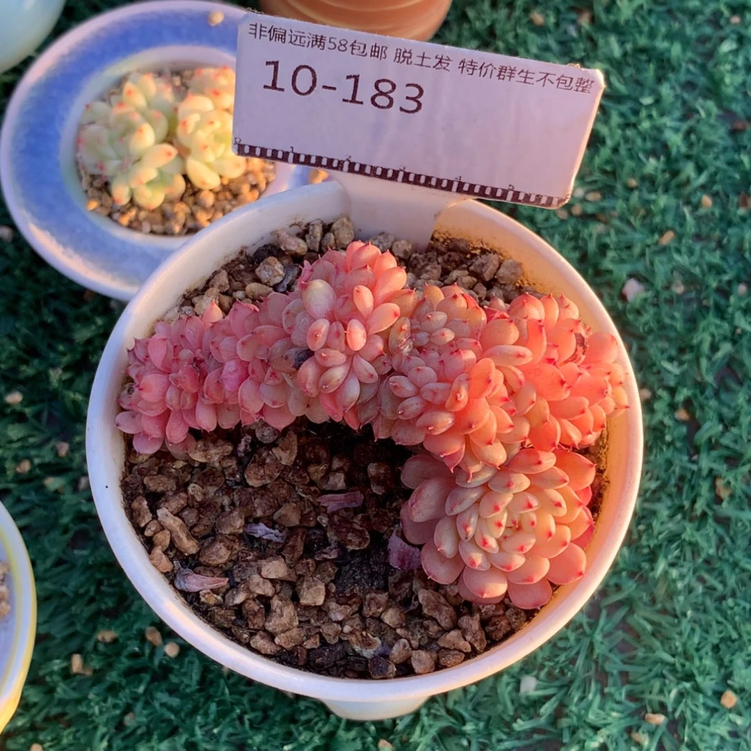 白胖子老桩精品多肉缀化58包邮