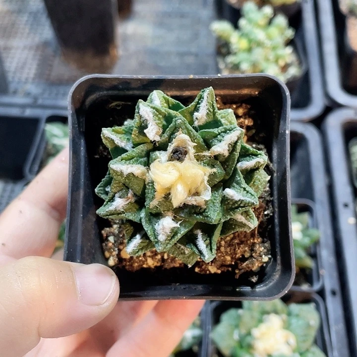 草****熊746辛顿牡丹仙人球