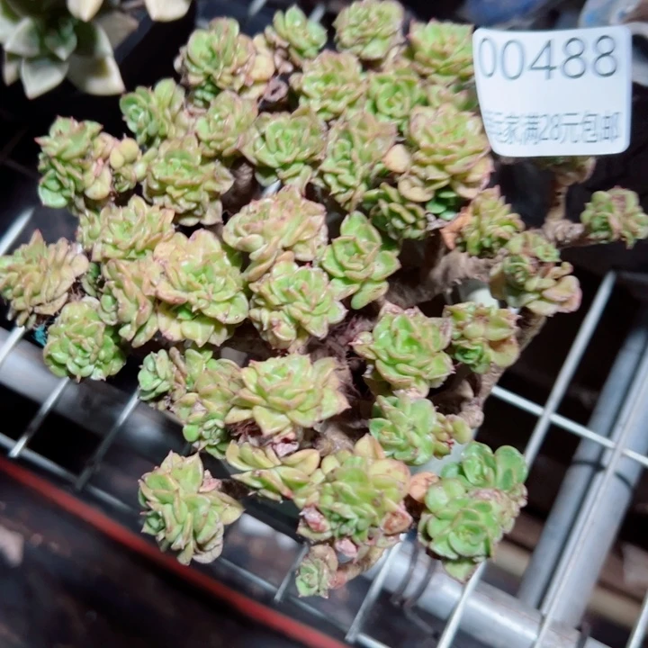 微***风幸运的是我还没遇到
