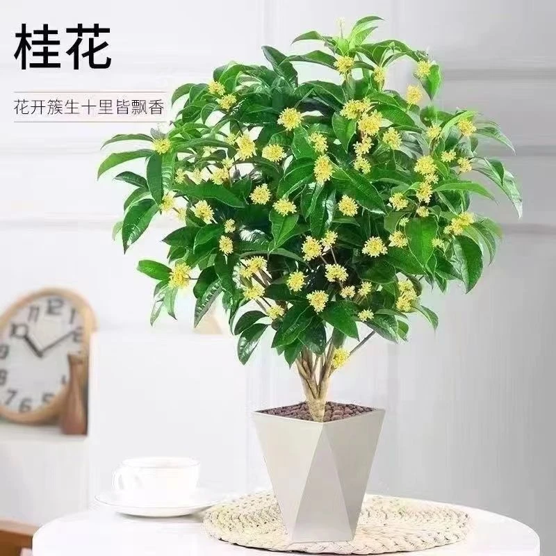 四季桂花树盆栽浓香型带香味好养易活适合阳台庭院种植