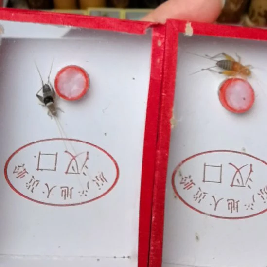 蟋蟀烈焰仙子水墨仙子