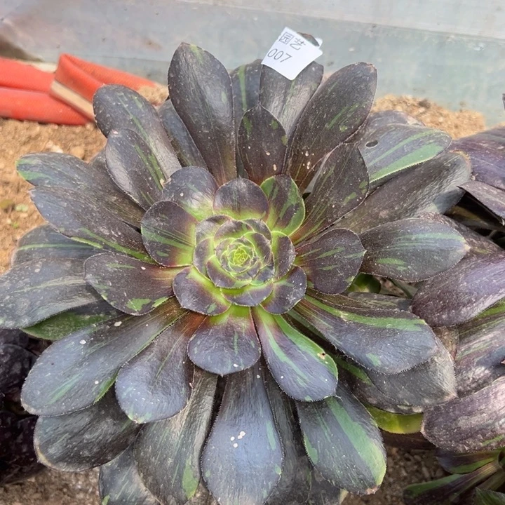 花斑鹿手捧多肉植物007