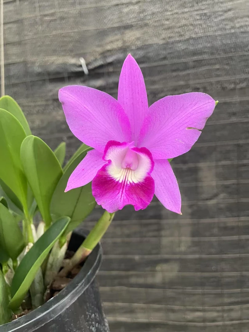 【走路人】进口原种卡特兰盆栽开花美观多次复花特别好养