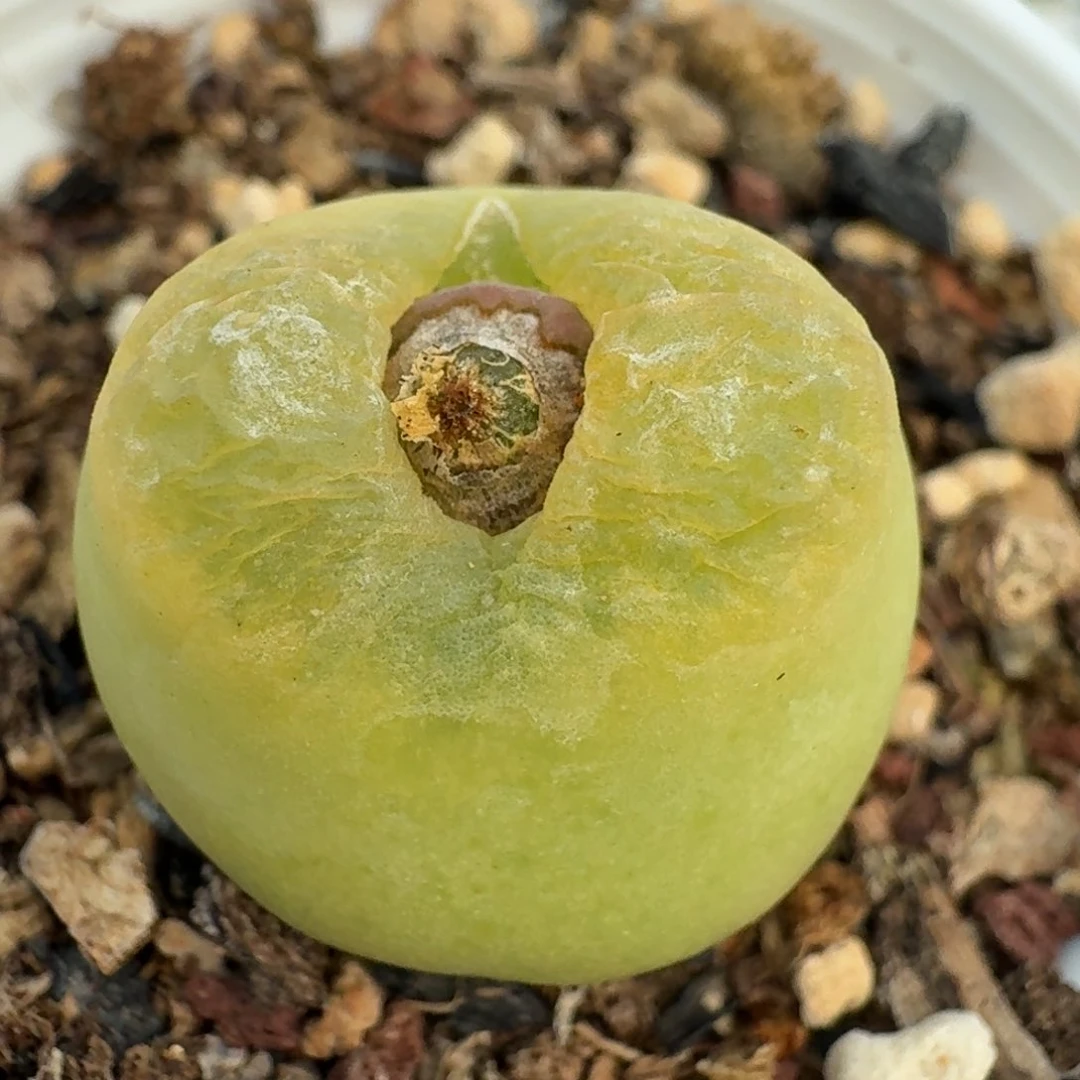 291脱土发货000000