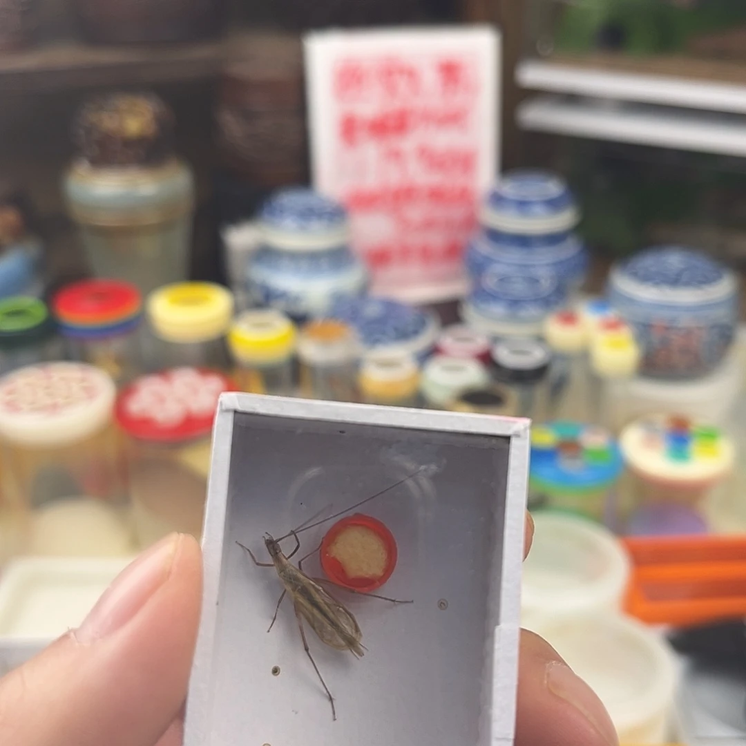 一条长须红山竹蛉
