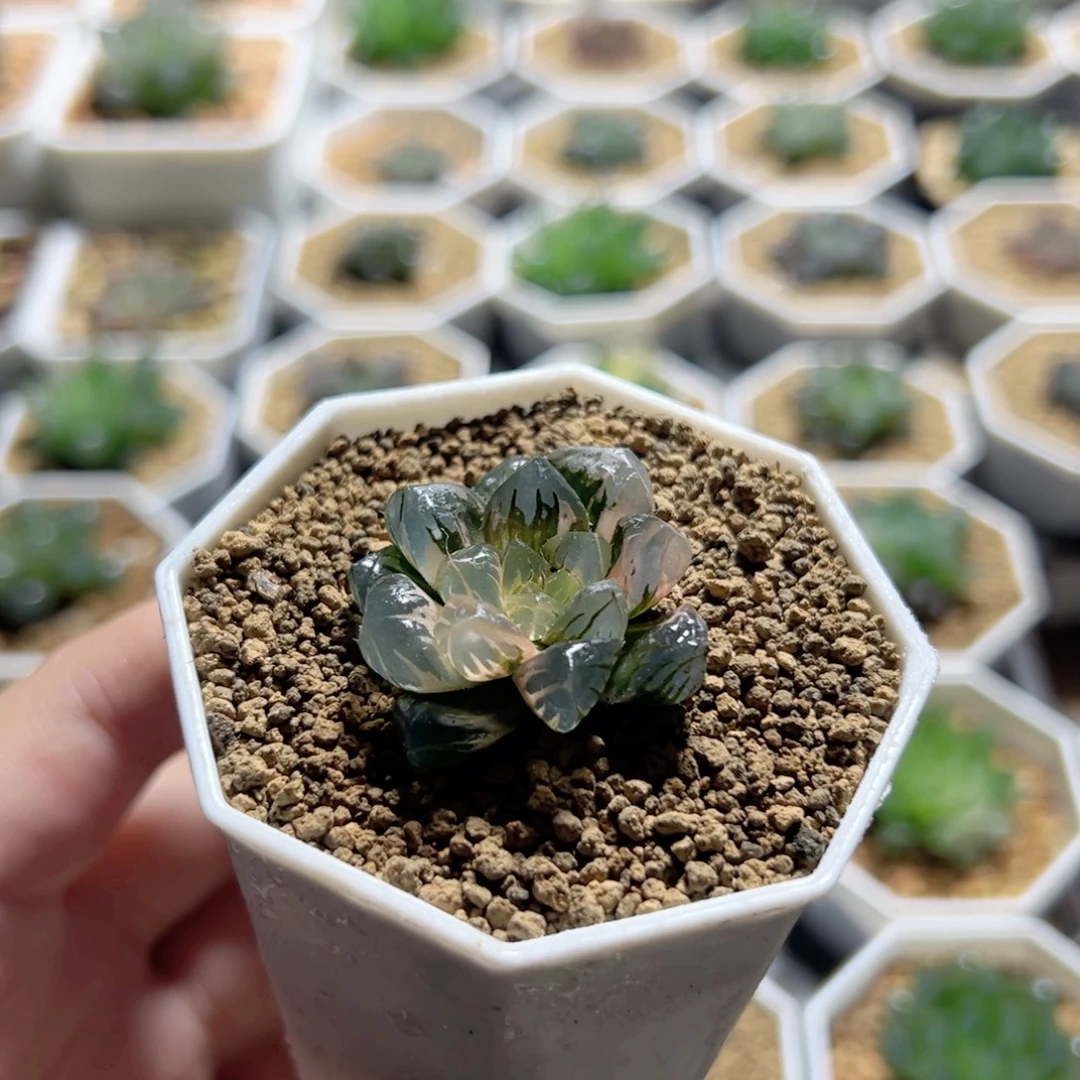 水中月玉露锦多肉植物