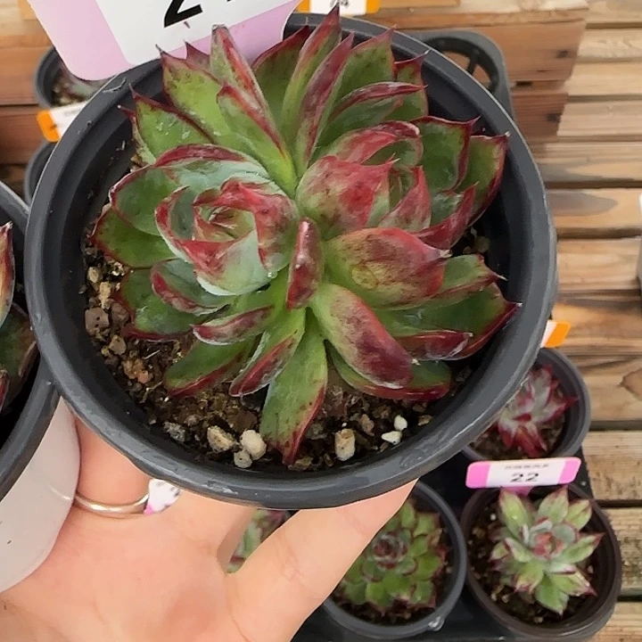 219 惊鸿仙子多肉植物石化