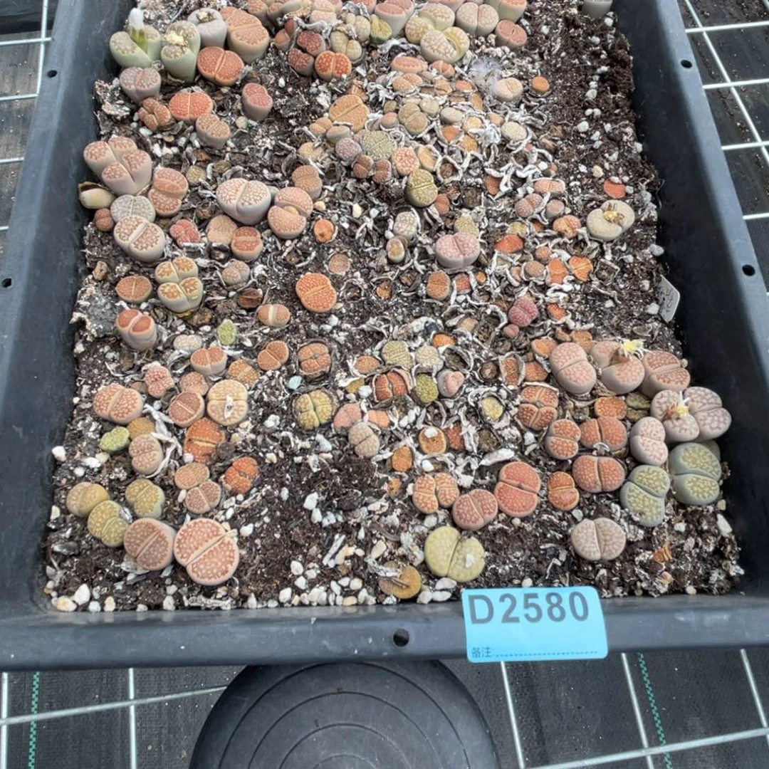 胖***刘2580筐福利不售后