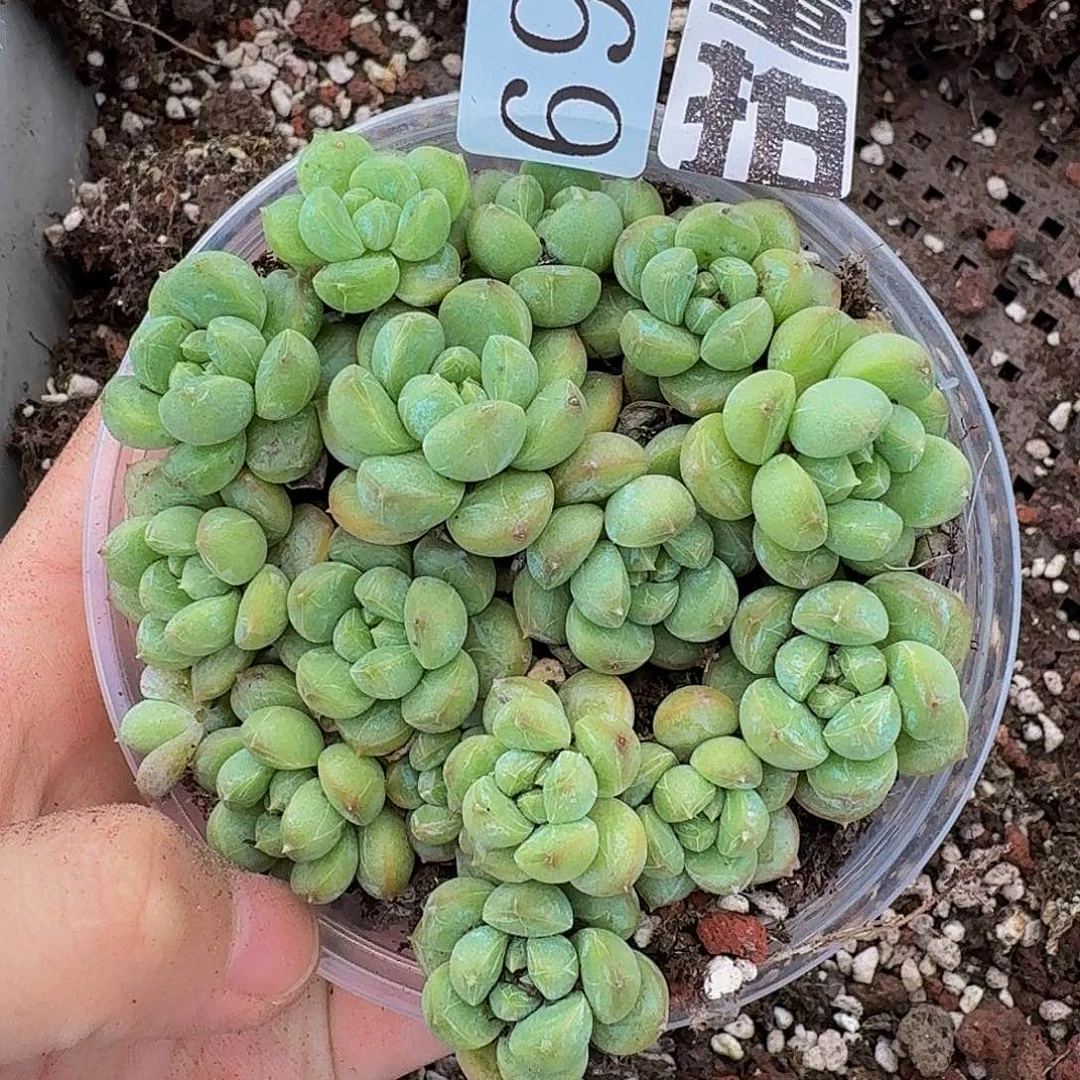 多肉植物多肉植物696量拍