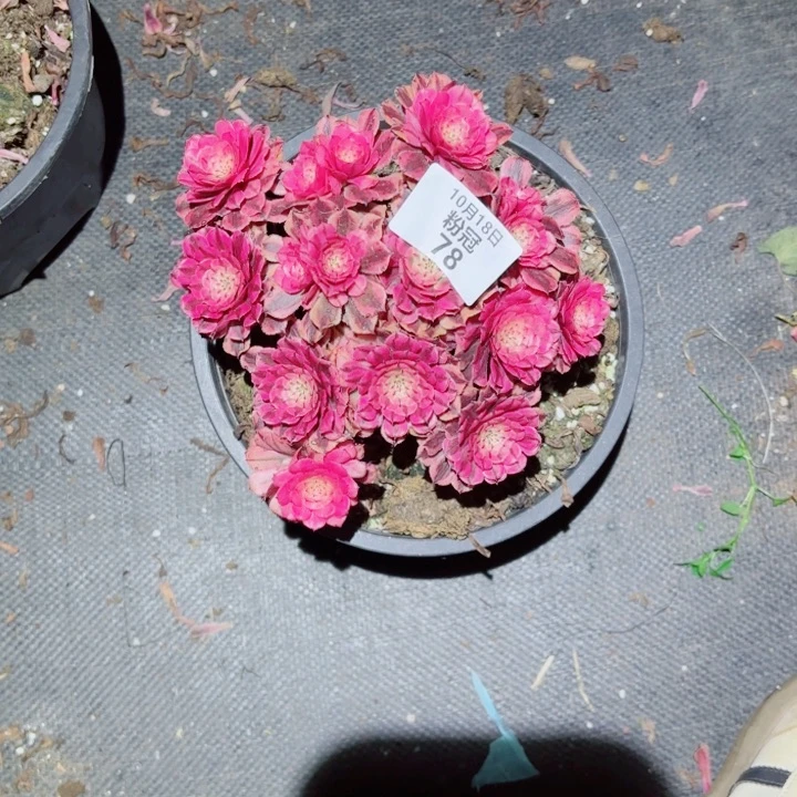 78 多肉植物法师锦