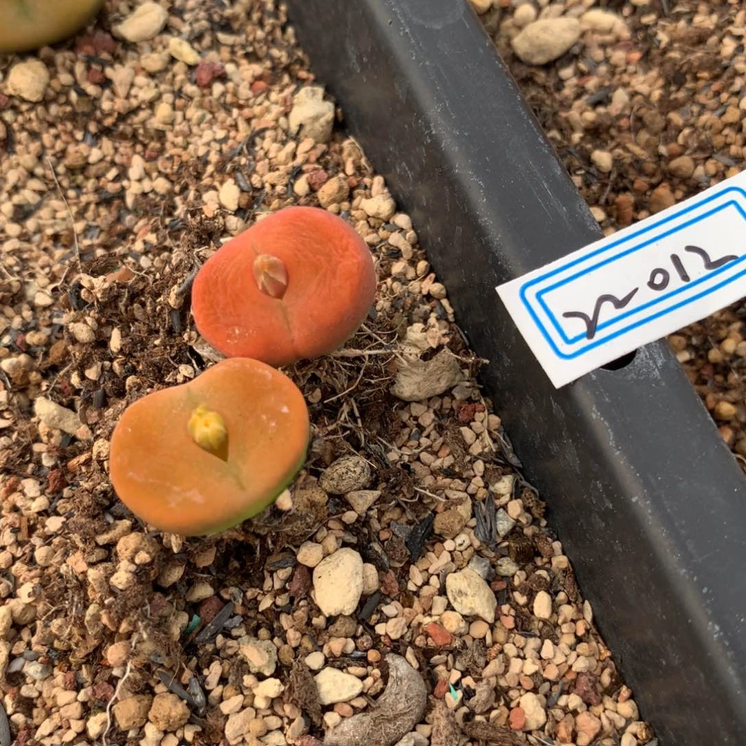 莫*白22012母本母本两颗