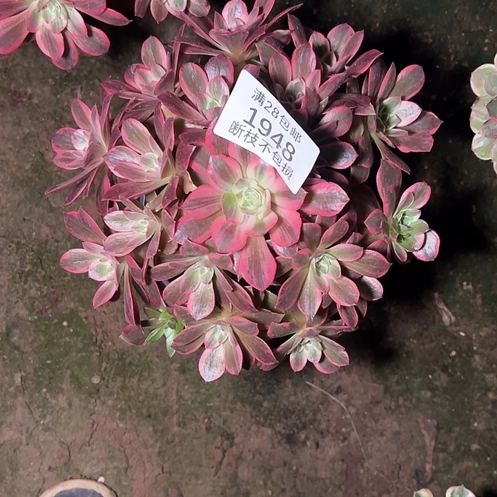 小***儿1948浣纱多肉植物