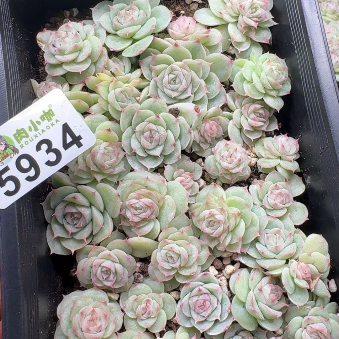 皮***侠多肉植物多肉植物